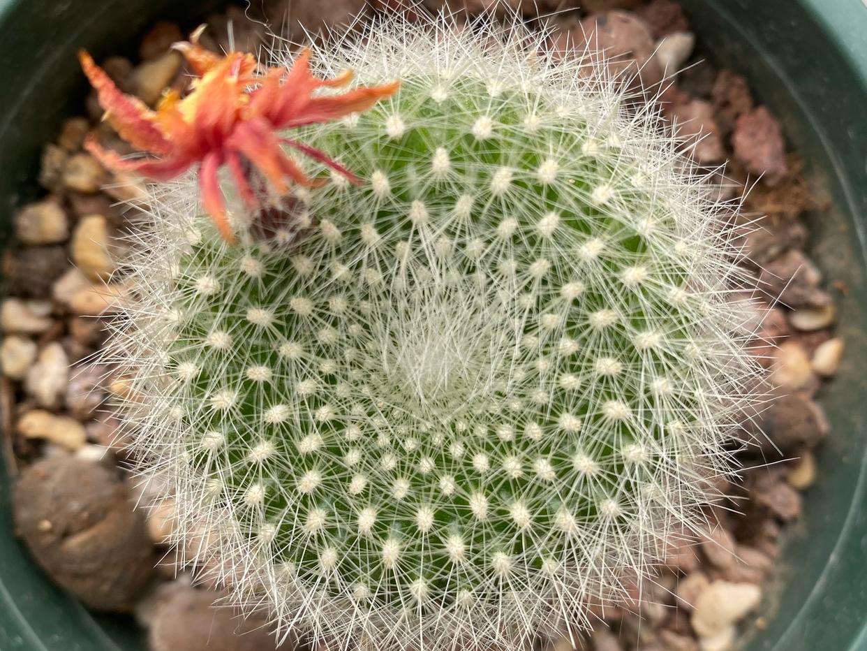 仙人球品种精品,仙人球名贵绿植