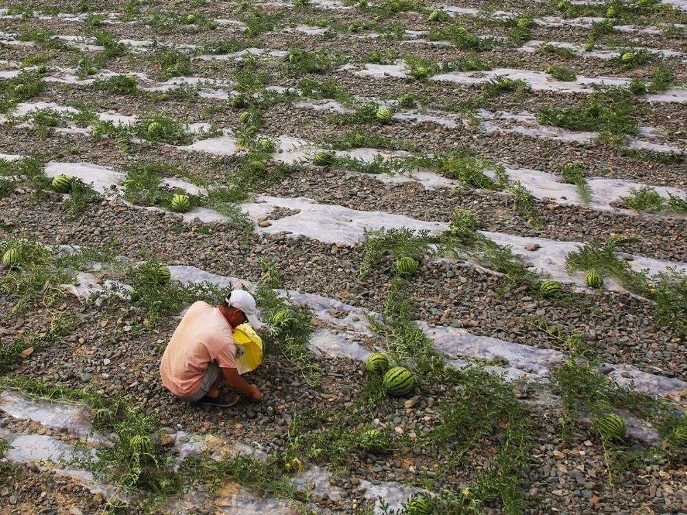 戈壁西瓜种植,戈壁西瓜危害到底有多大