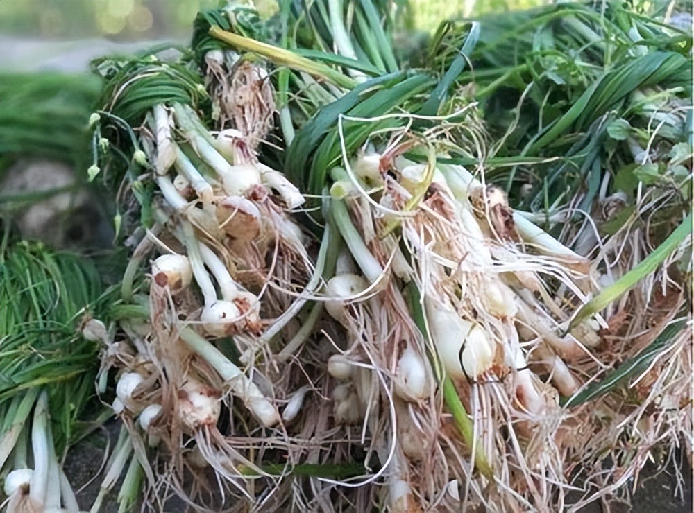 为啥癌症越来越多？建议：7种“自带毒素”的野菜，能别吃就别吃