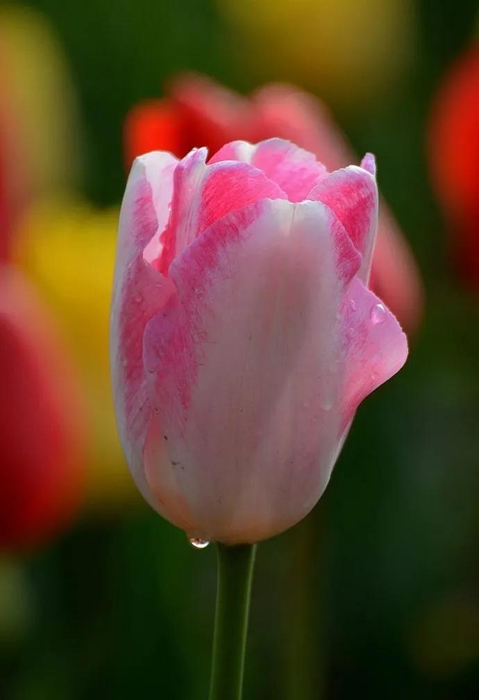 漂亮的郁金香随手一拍都是美景,春天的郁金香花海美得不可方物