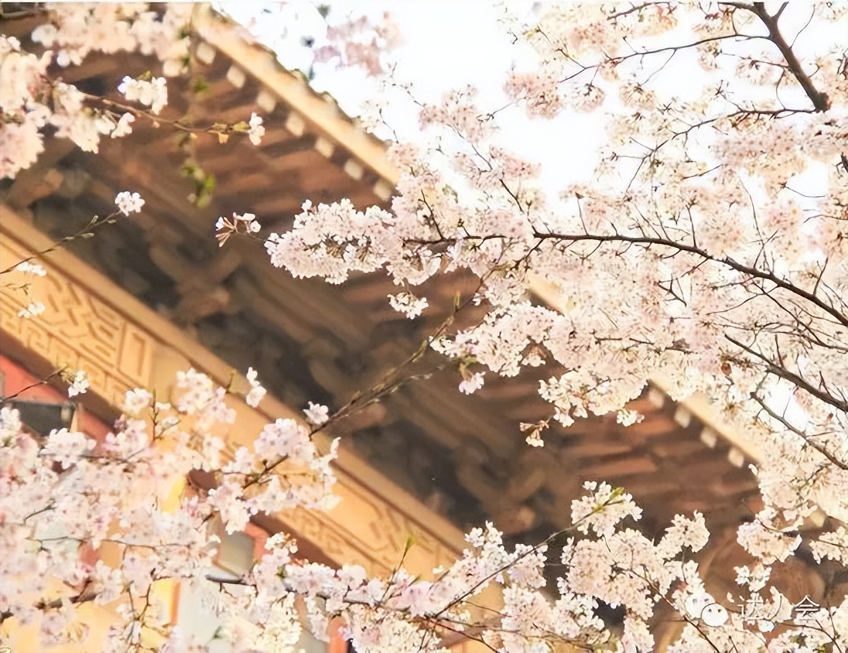 武汉大学的樱花是哪个日本人种的,樱花校园勿忘国耻