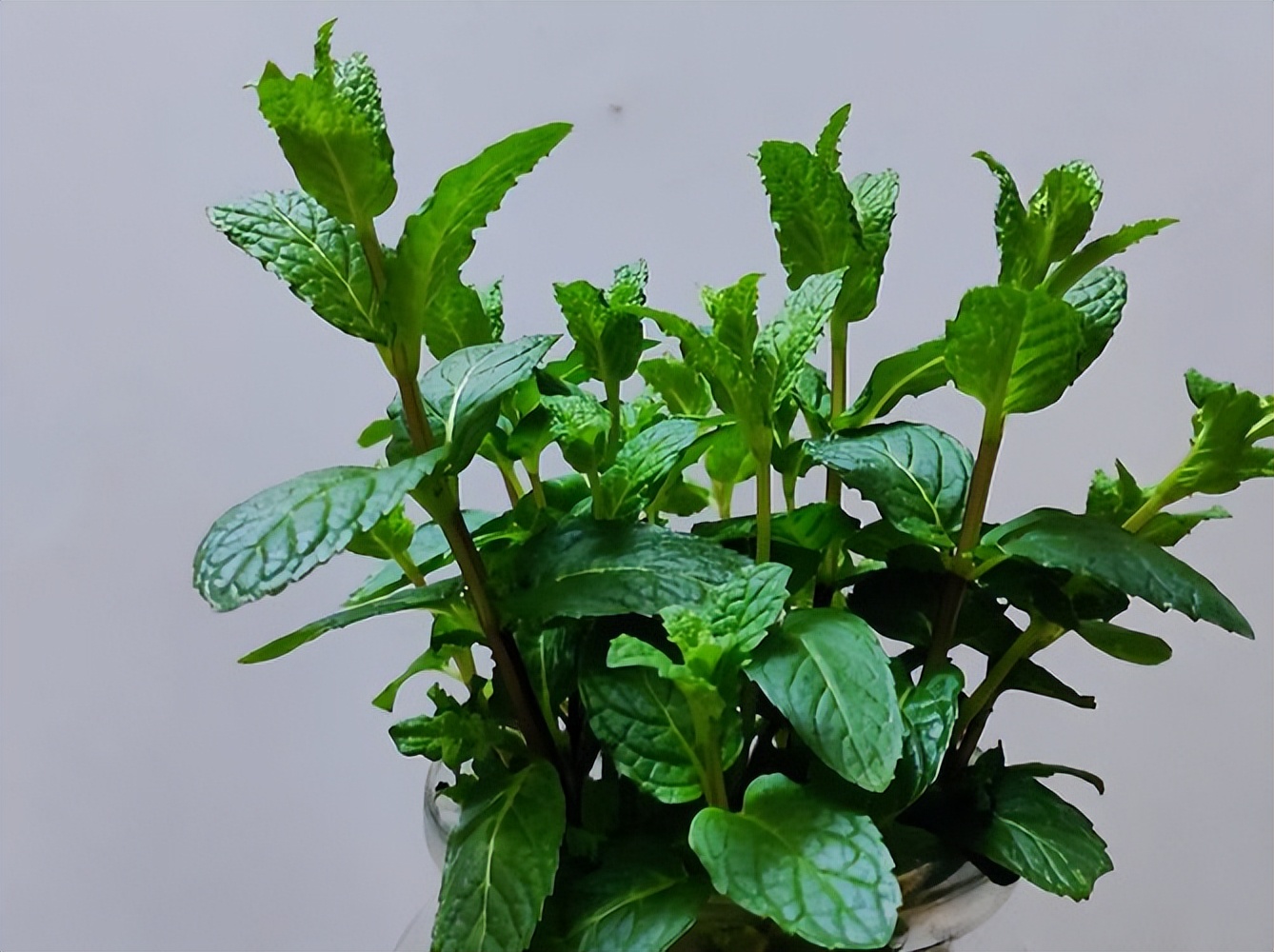 家养的薄荷生虫了怎么办,夏天薄荷枯萎怎么回事