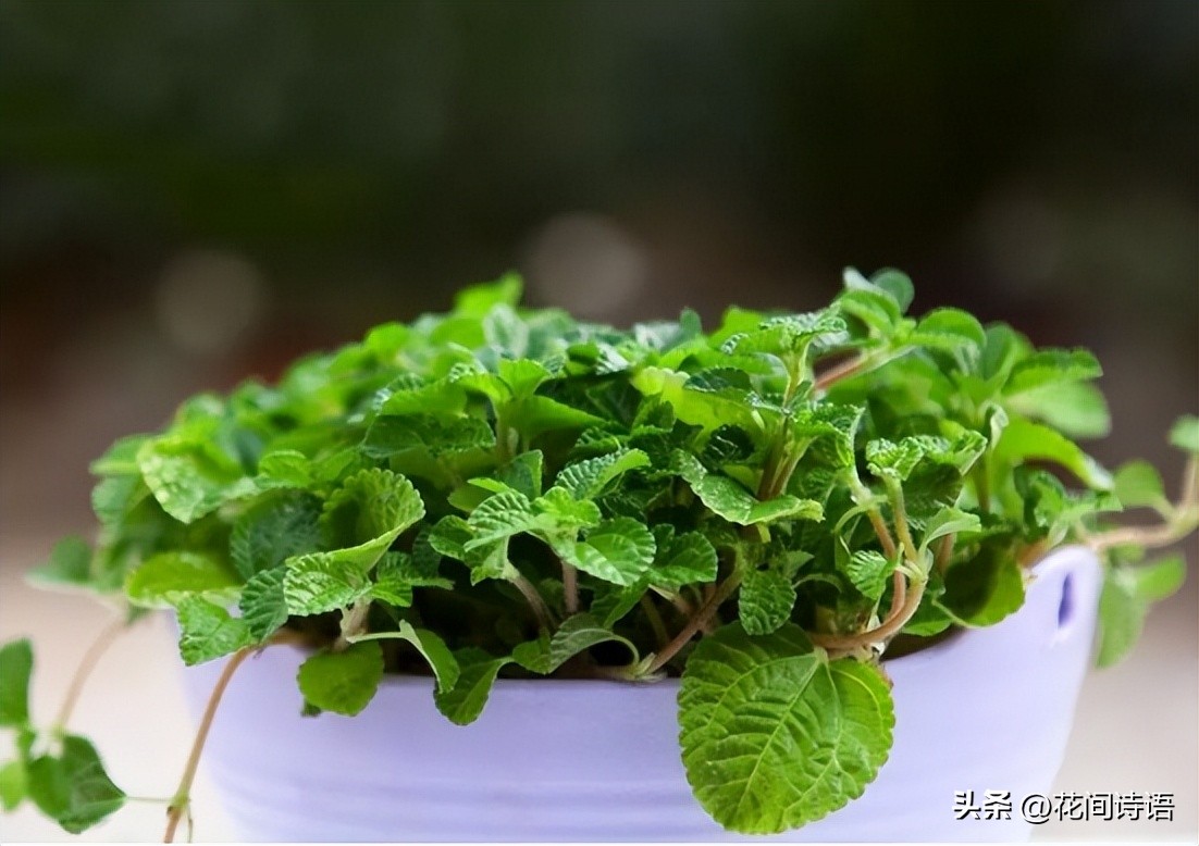屋内除甲醛效果最好的方法,屋内除甲醛最好的方法