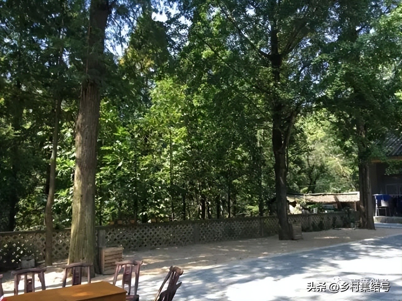 森林康养产业新模式,全域森林康养