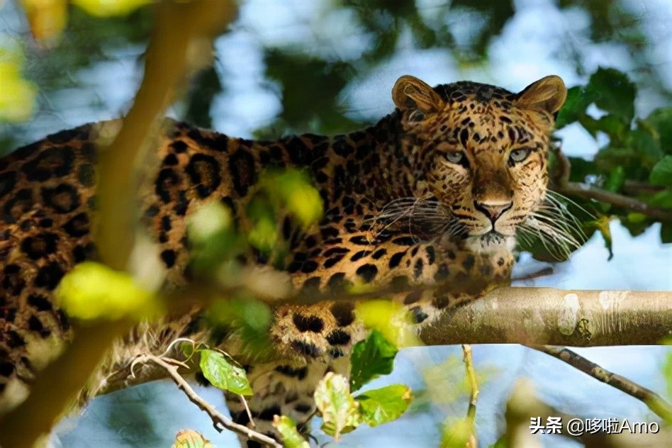 金钱豹动物科普介绍,金钱豹科普