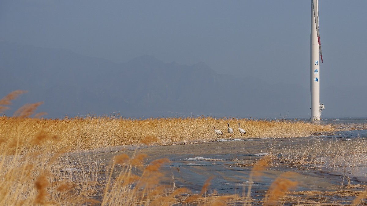 更轻、更锐、手持更稳适马60-600mmF4.5-6.3DGDNOS微单版镜头评测