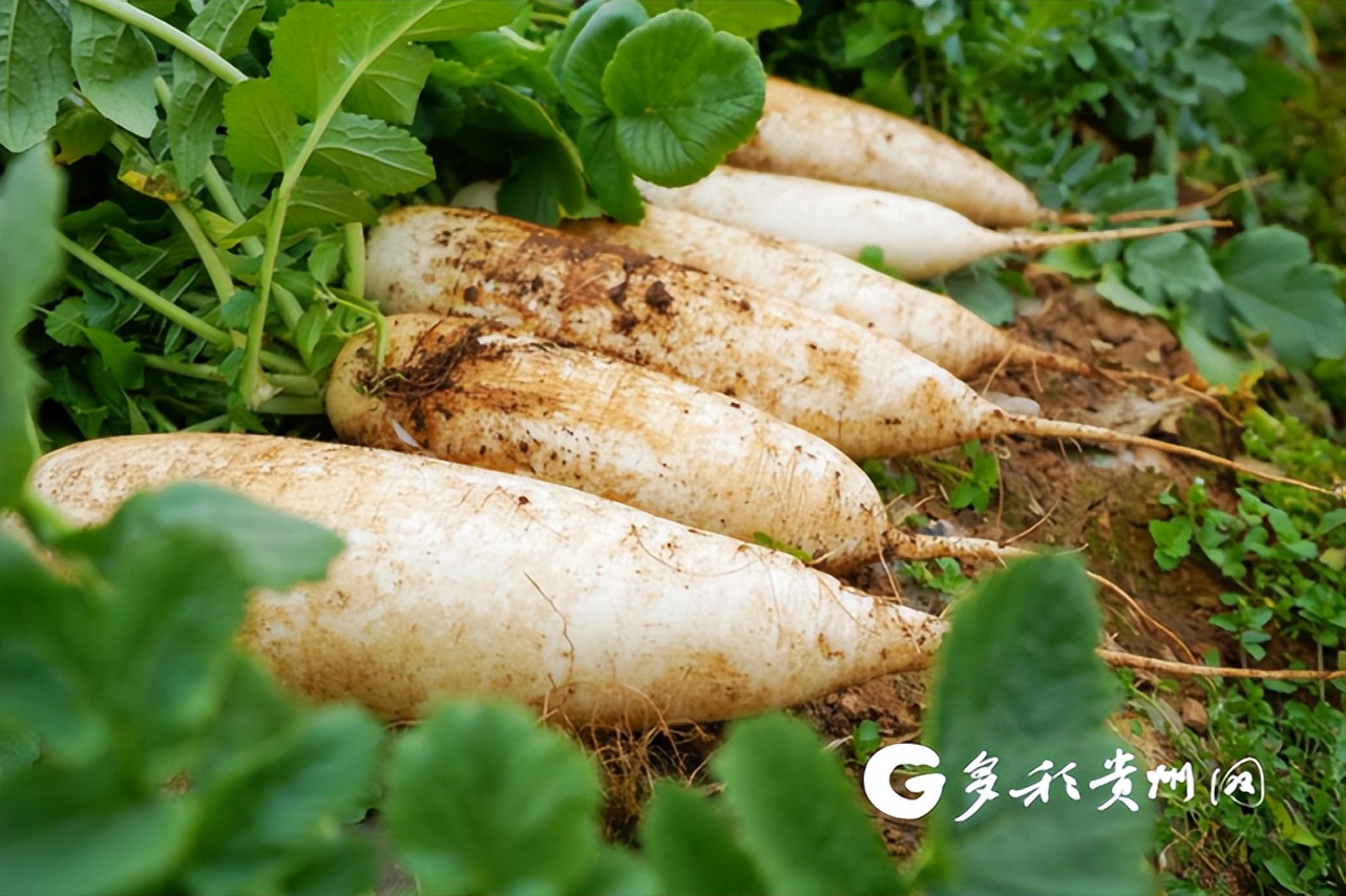 沪遵协作黔货出山风行天下,黔货出山协作扶贫推荐会举行