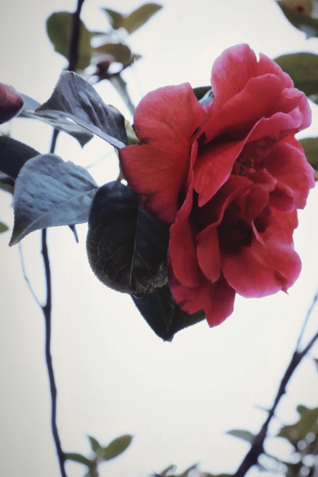 玉峰寺茶花,昆明金殿看茶花