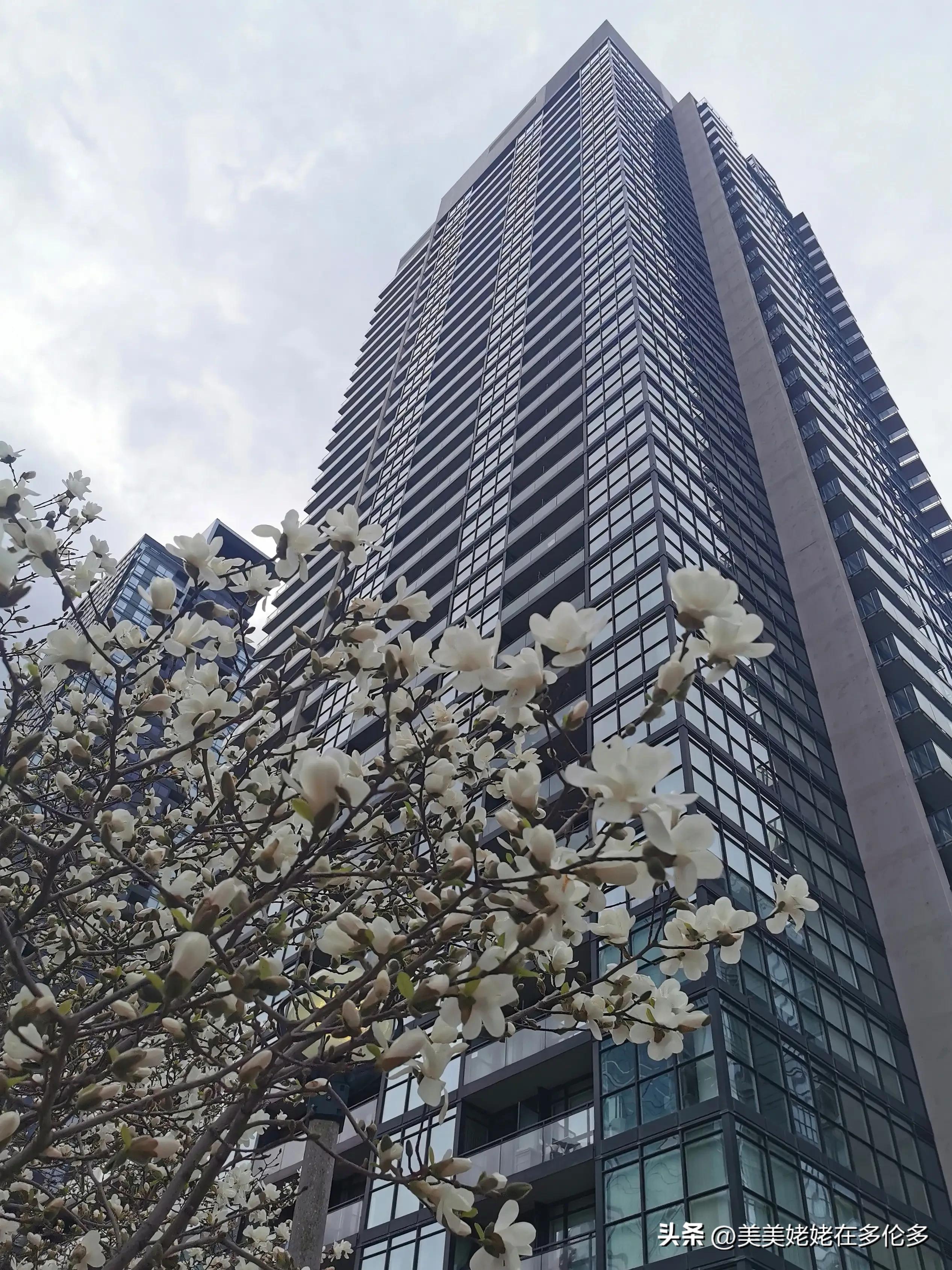 在多伦多帮女儿带孩子碎碎念,在多伦多带娃