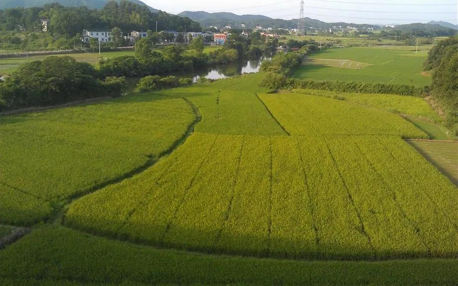 湖南宁乡道林镇,长沙市道林镇