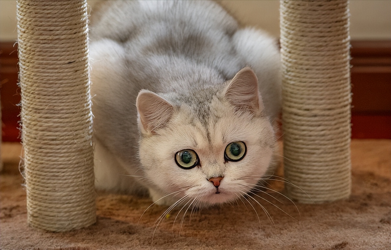 英短幼猫怎么看纯不纯,英短乳白怎么看纯不纯