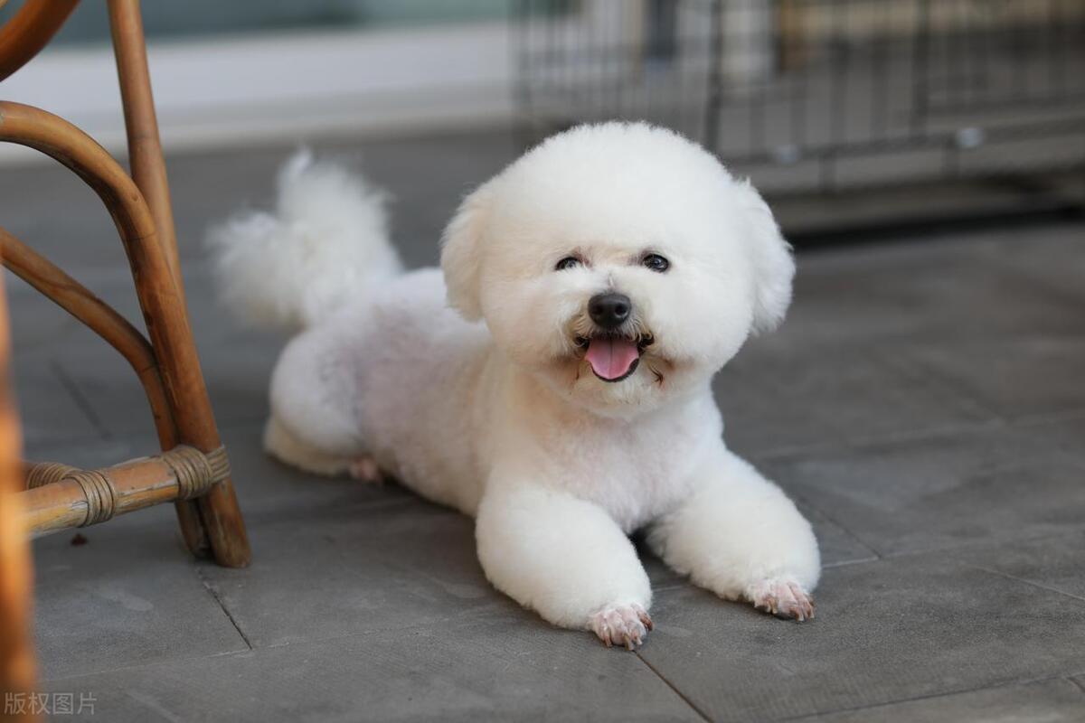 哪种狗狗最可爱,最帅气的狗狗十大排名