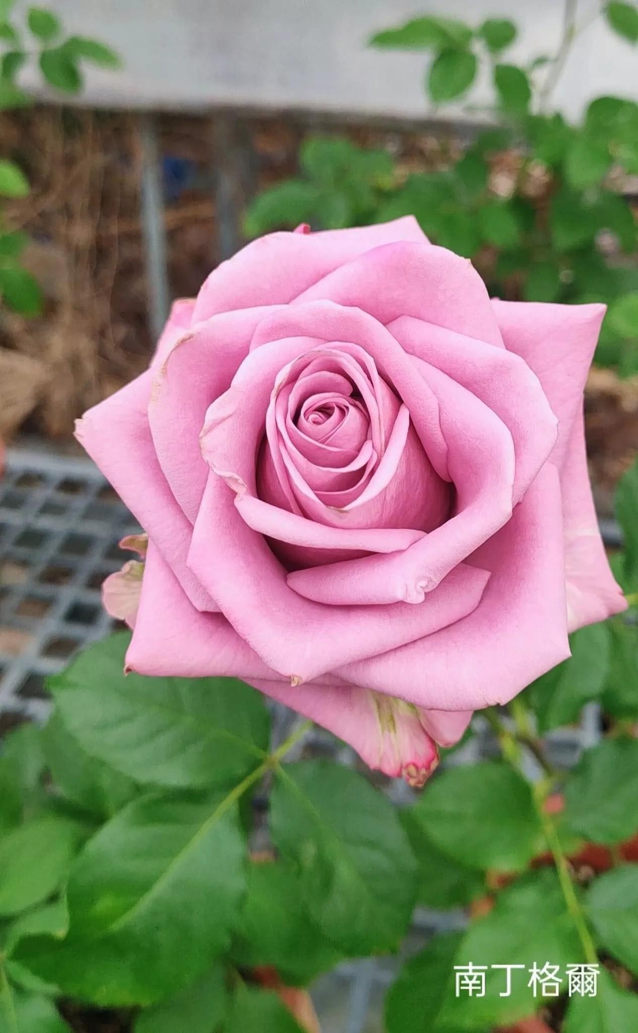 月季品种醉花,月季品种大全及图片欣赏