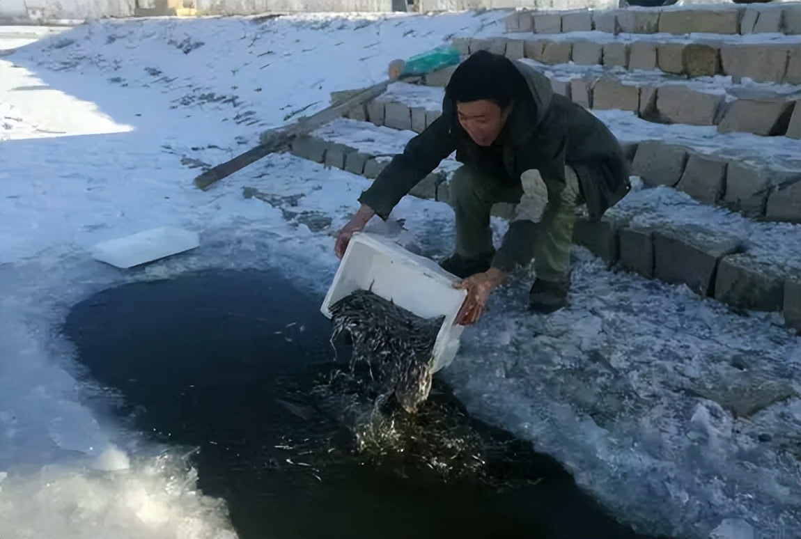 麦穗鱼养殖方法与养殖技巧,麦穗鱼如何规模化繁殖