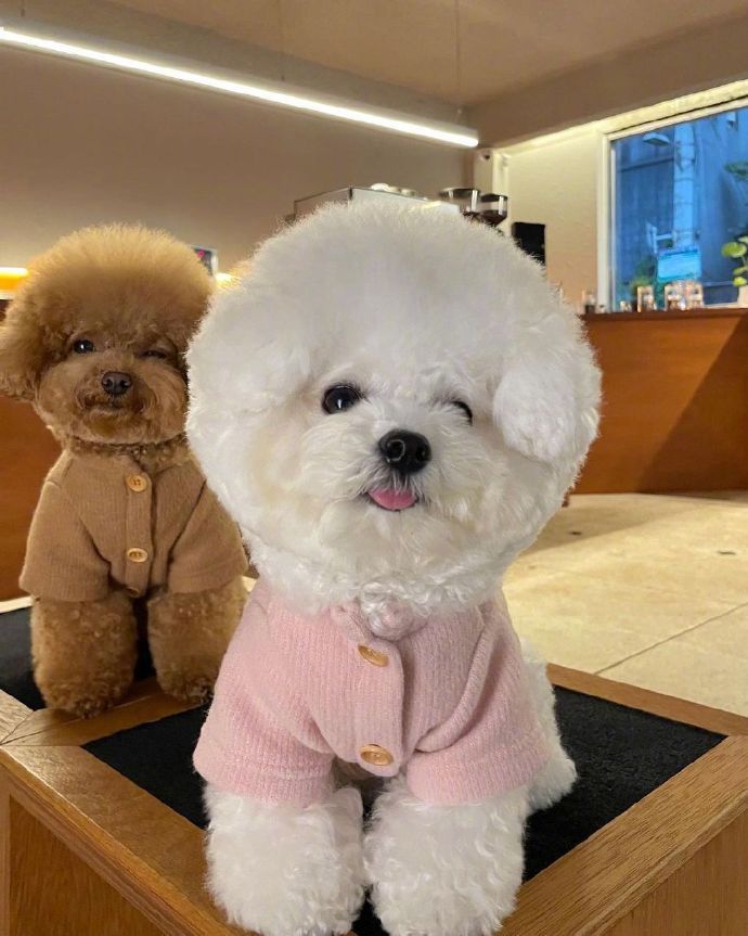 十种最好养的小型犬家养小宠物,建议新手养的10种狗小型犬智商高