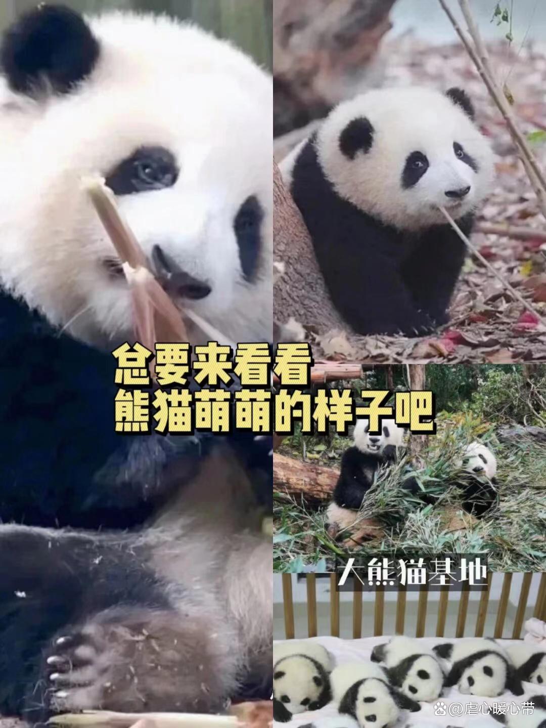 九寨沟到若尔盖行程安排,去九寨沟旅游攻略自由行