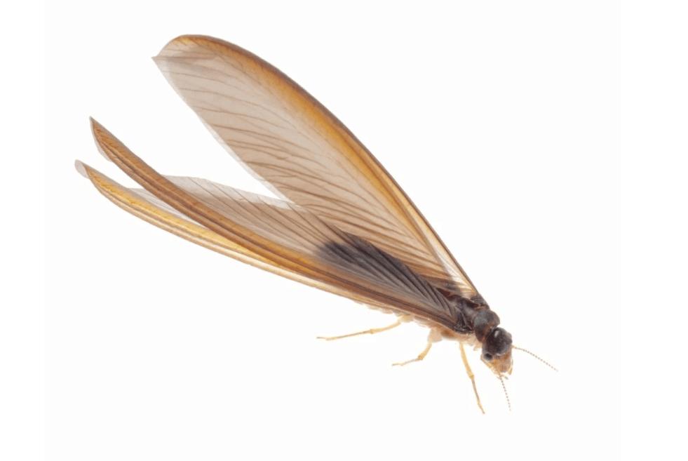 飞蚁怎么防治室内出现飞蚁,屋里有带飞蚁蚂蚁怎么消灭