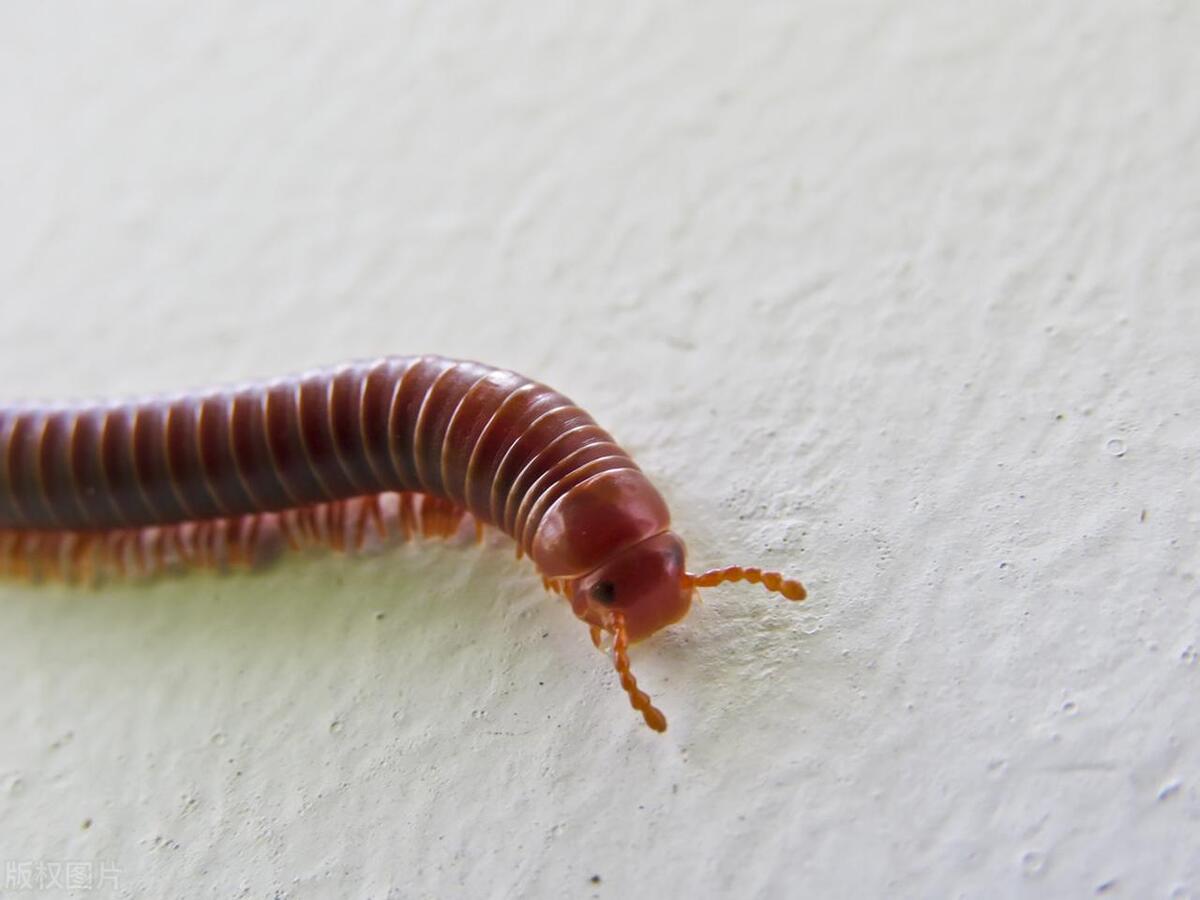 蜈蚣咬人会出现什么现象,蜈蚣咬人了蜈蚣会怎样