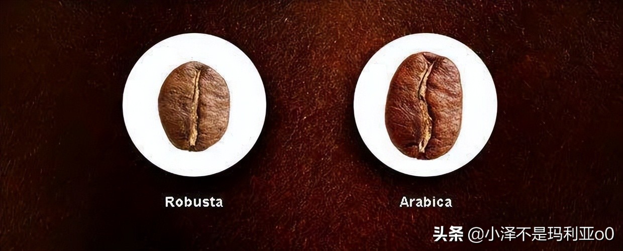 柯林咖啡浓缩液评测,agf浓缩咖啡液瓶装测评