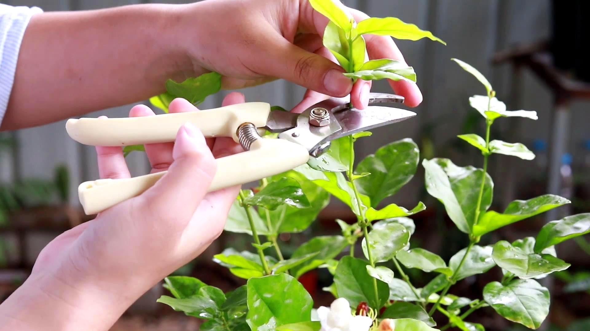 茉莉花怎么养迅速开花,茉莉花如何养开花不断