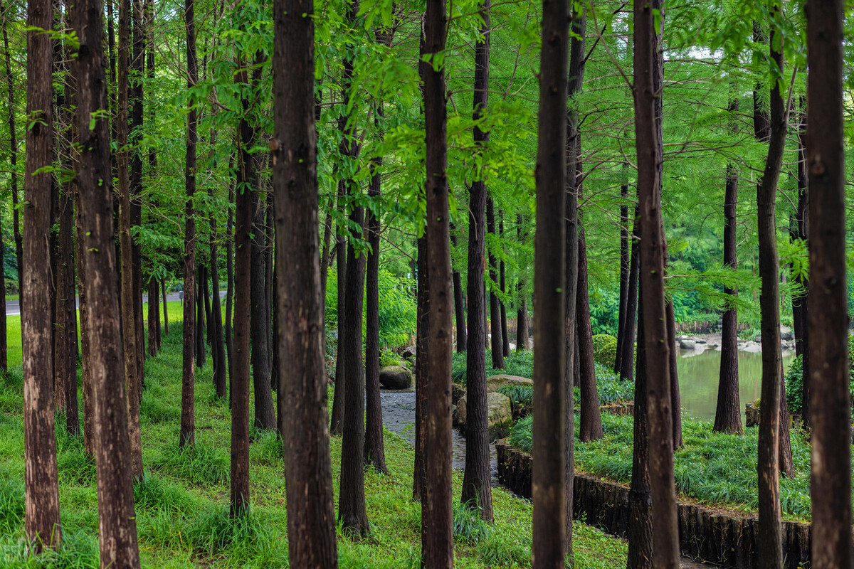 上海市区森林秘境,上海这些景区值得一去
