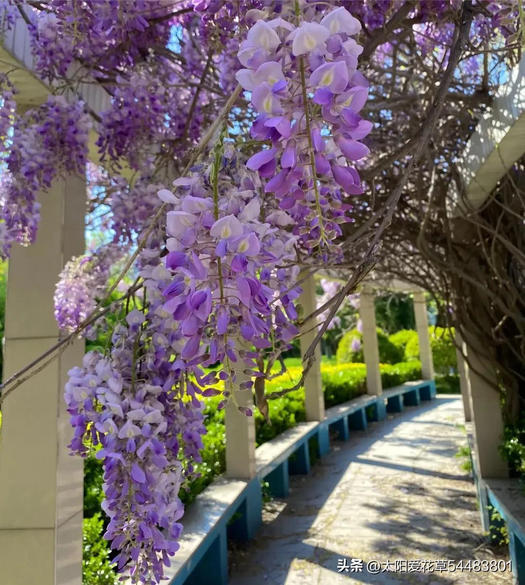 5种树寓意“吉祥富贵”，院子里种一棵，旺人旺家，过来人的经验