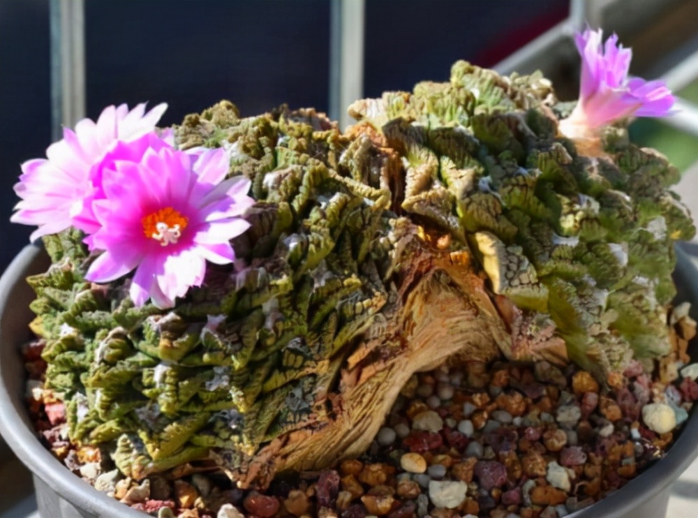 龟甲牡丹多肉植物大全,龟甲牡丹仙人球品种