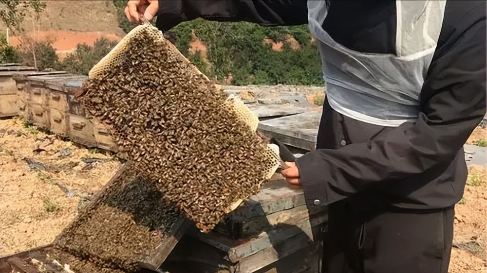 使用蜂蜜做面膜的正确方法,家庭自制蜂蜜面膜怎么做的呢