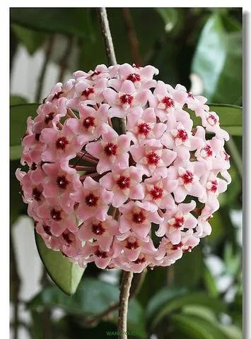 球兰花盛开瞬间,球兰花开完整版