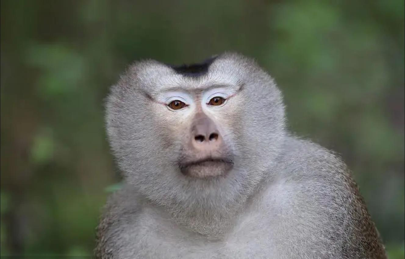 云南所有稀有动物猴子,云南稀有野生动物猴子