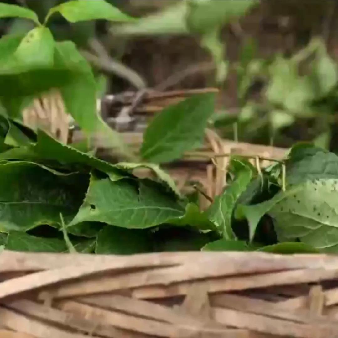 湖南男子钻进深山，将杜仲树叶变成宝，一年卖出上百万元