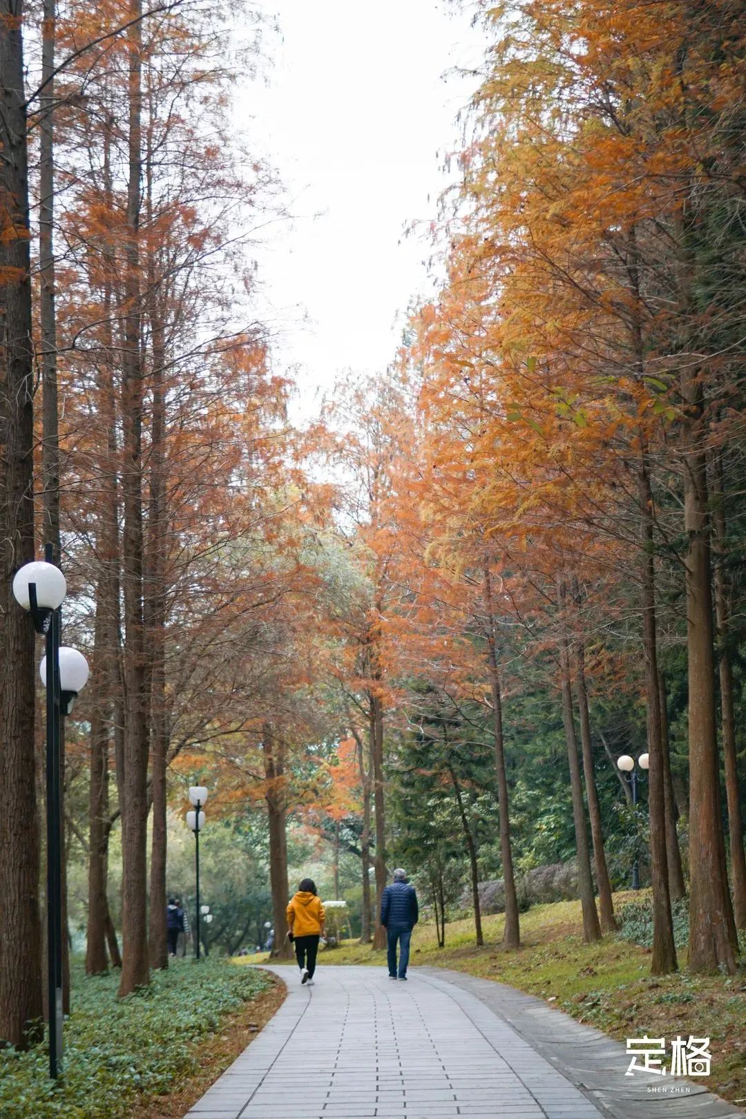 深圳地铁可以直接去的免费景点,深圳免费地铁直达景点12号线