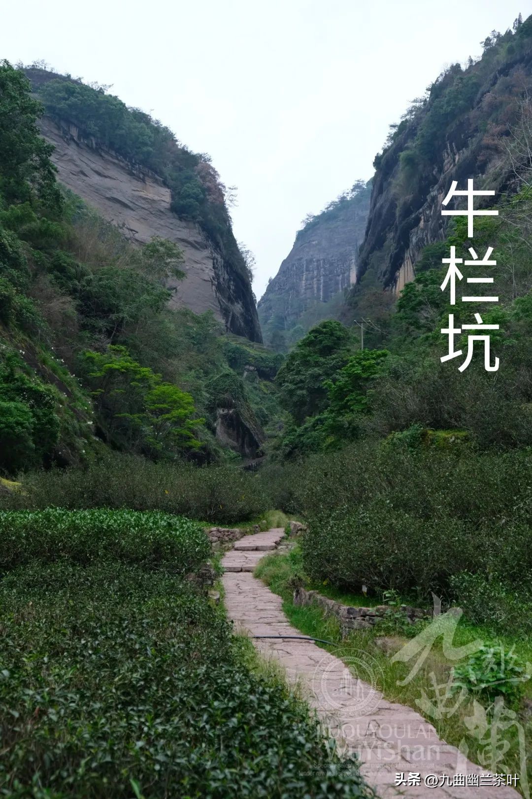 老茶客喝岩茶时赞不绝口的清凉感究竟是什么体验？