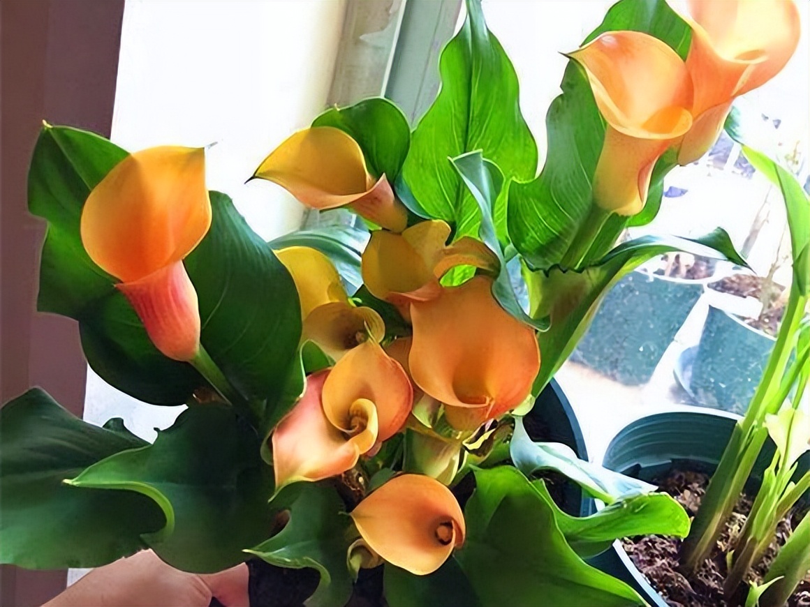 养水牛种什么草最好养,高温下雨后养兰花