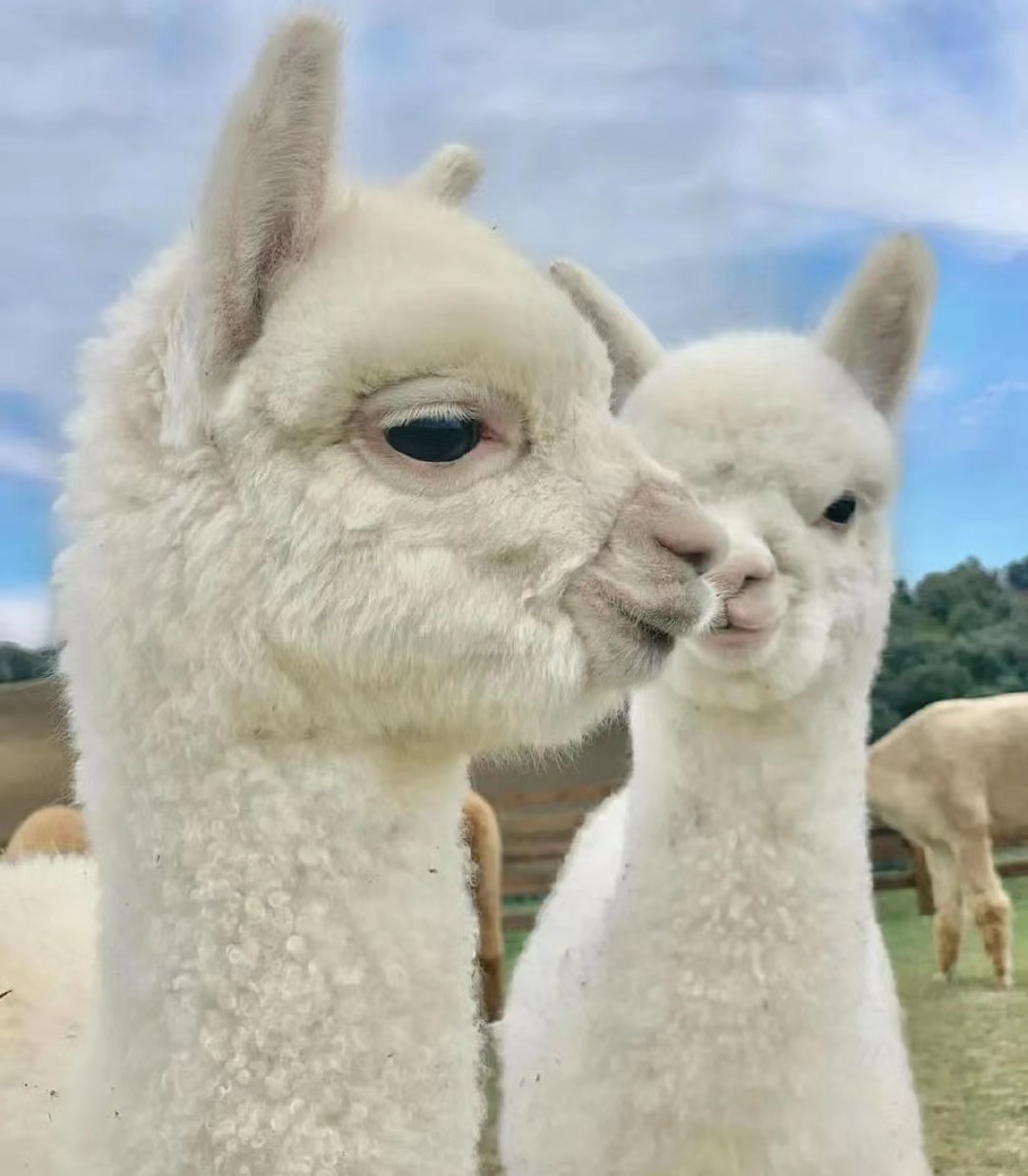 神兽羊驼生活,神兽羊驼介绍