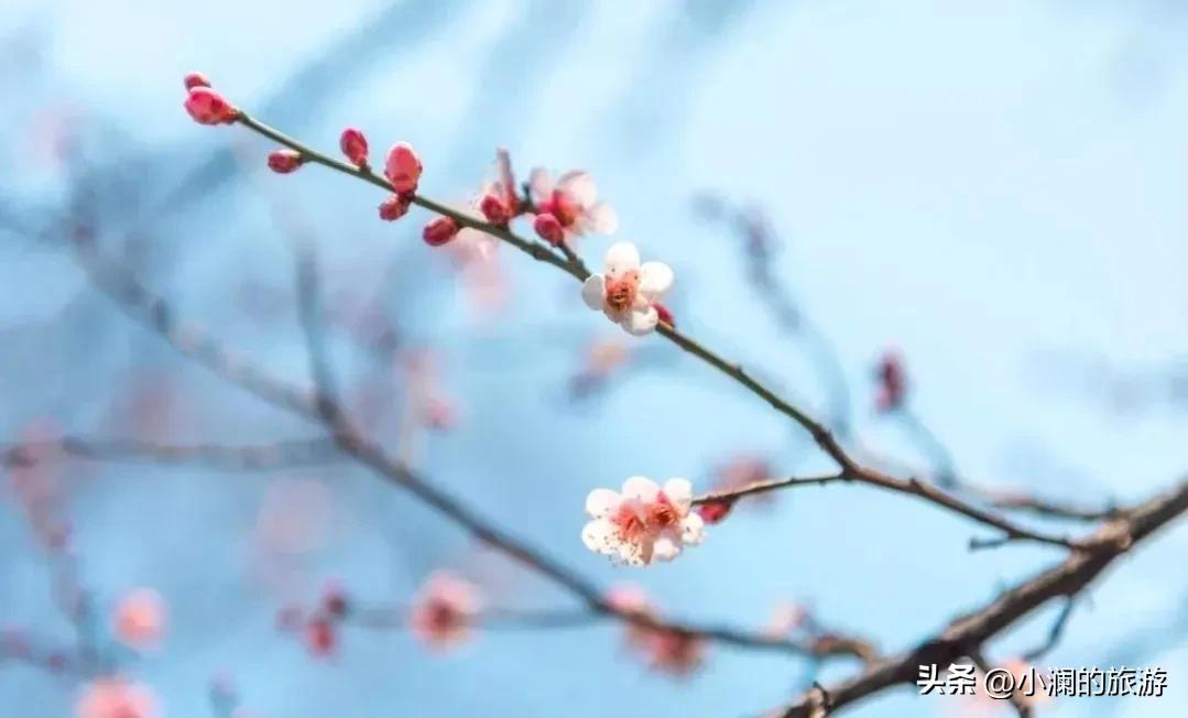 江苏赏梅胜地,江浙沪赏梅小众