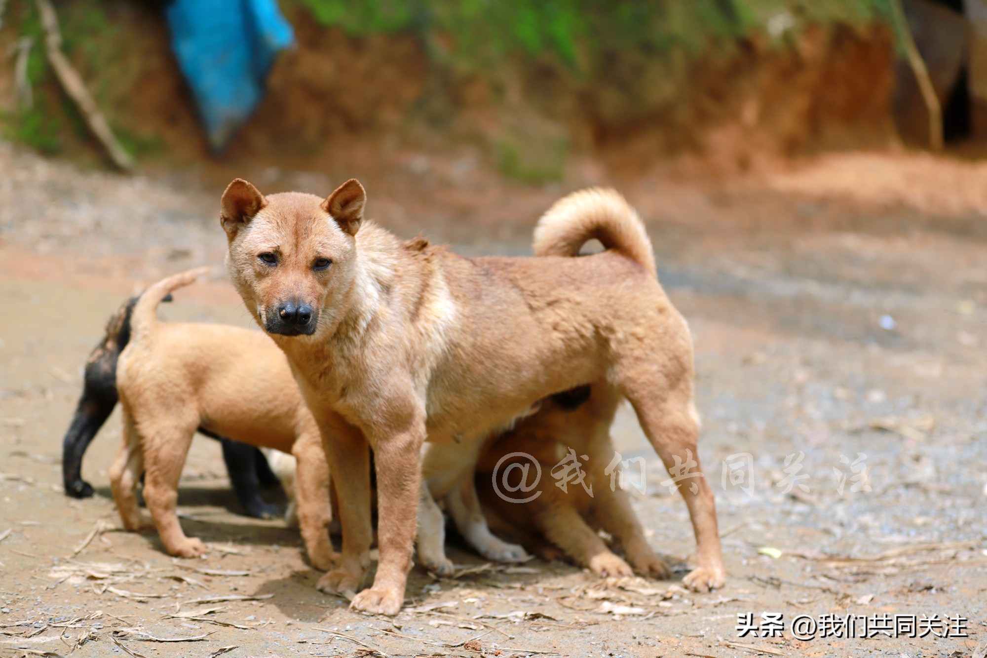 中华田园犬人工繁殖,中华田园犬遇到人类幼崽