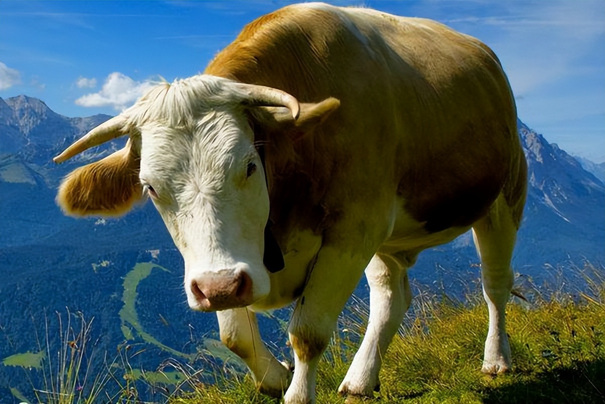 牛不反刍怎么办怎么治疗,牛不反刍怎么治疗