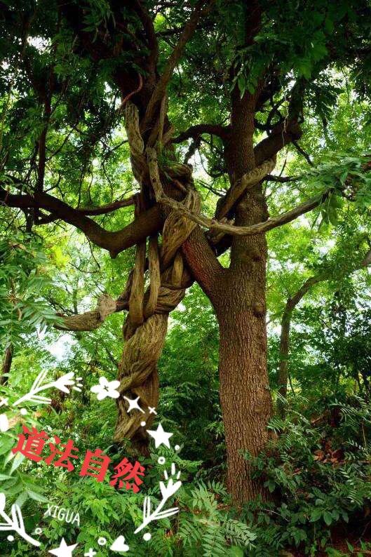 诗经中有故事的成语有哪些,诗经中乐只君子的读音