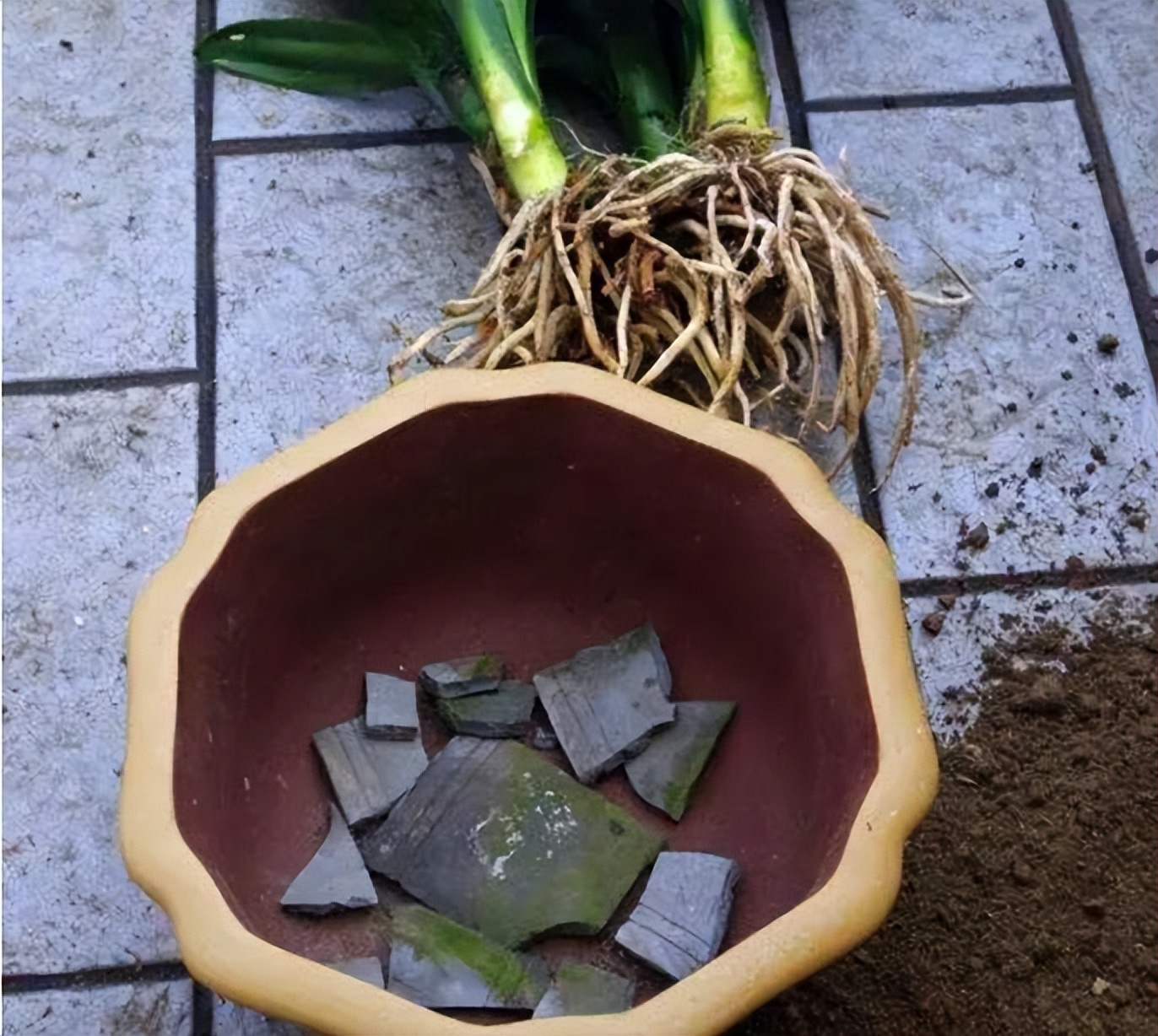 养花时花盆底下的小洞可以堵上吗,花盆下面垫个塑料盆会烂根吗