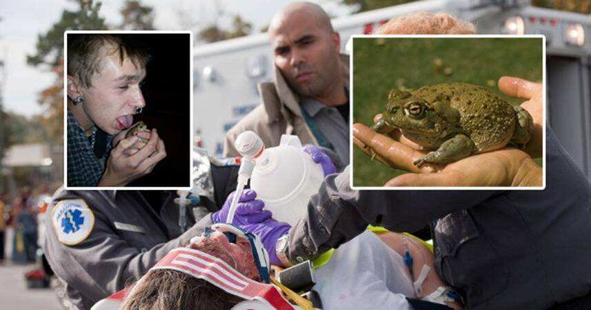 美国媒体警告别舔癞蛤蟆,美国公园癞蛤蟆