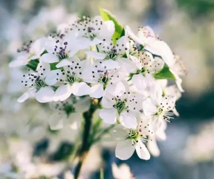 春分至燕归来下一句,春分至燕归来正是人间好时光