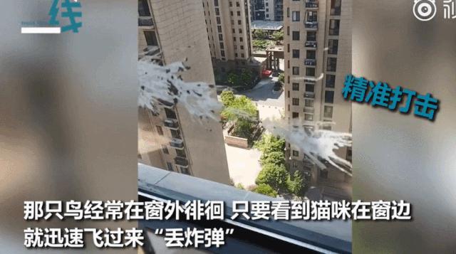 我家猫骂了一只鸟，被它追着喷了五天屎！网友：赶紧搬家吧...