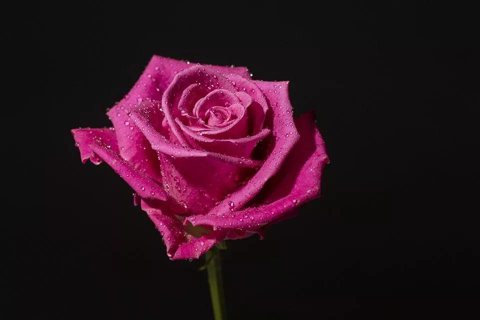 520适合发朋友圈的配图爱情,入目无别人四下皆是你英语