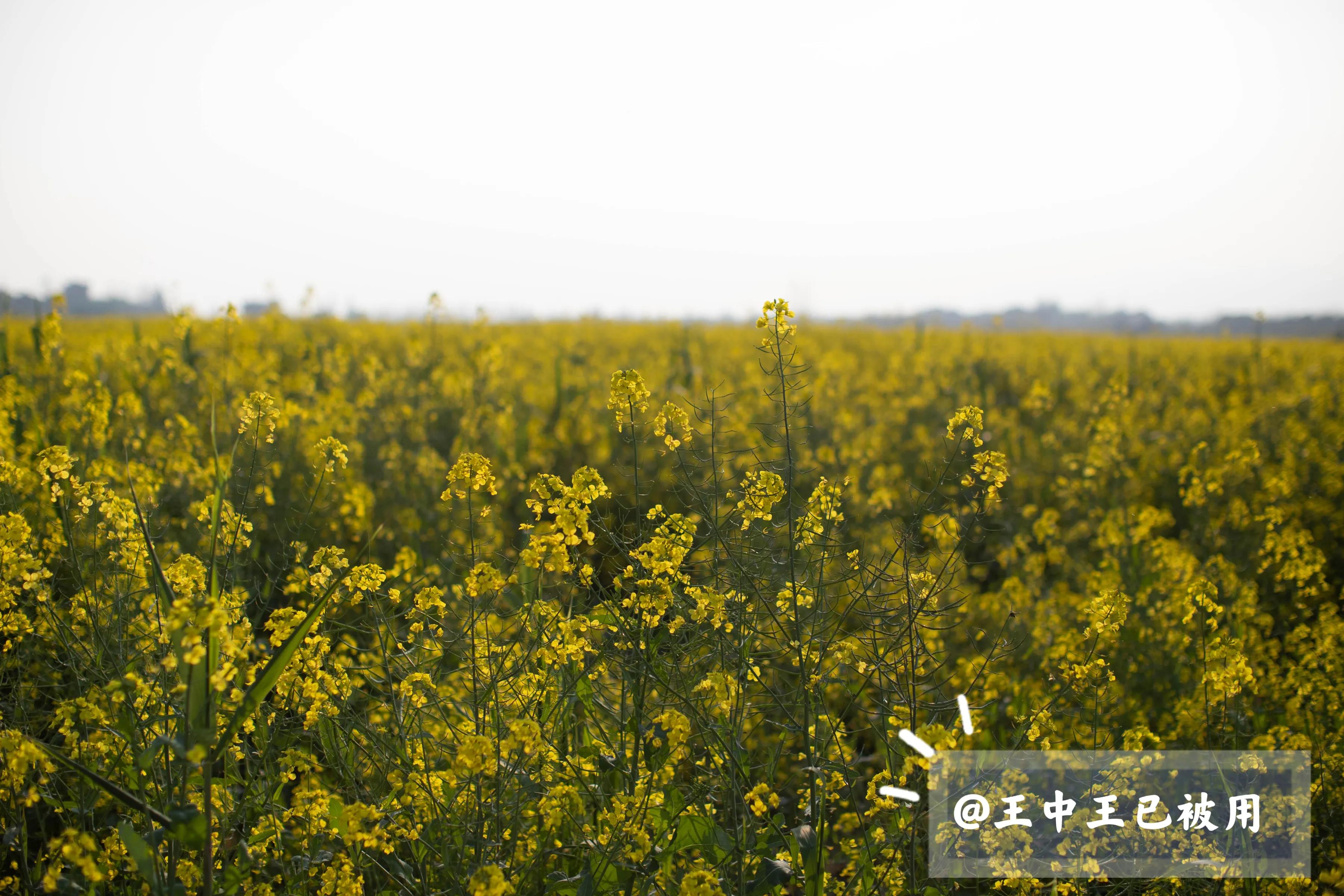萧山五丰岛游玩攻略,杭州五丰岛旅游
