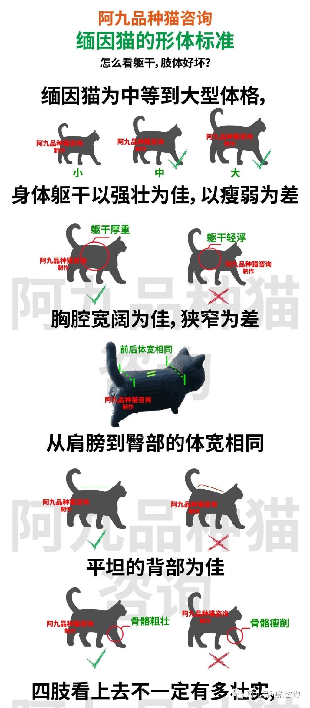 缅因猫品种标准图解，缅因猫怎么分辨好坏，缅因猫怎么分辨颜色