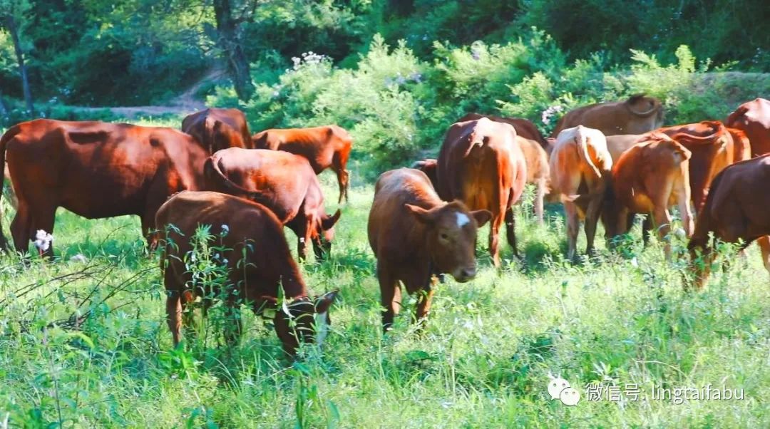 灵台主要产业,灵台县产业发展政策