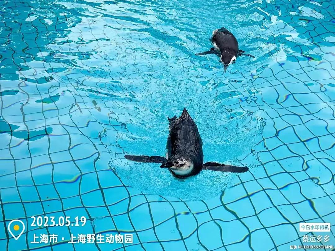 上海野生动物园和上海动物园,上海野生动物园过年营业时间