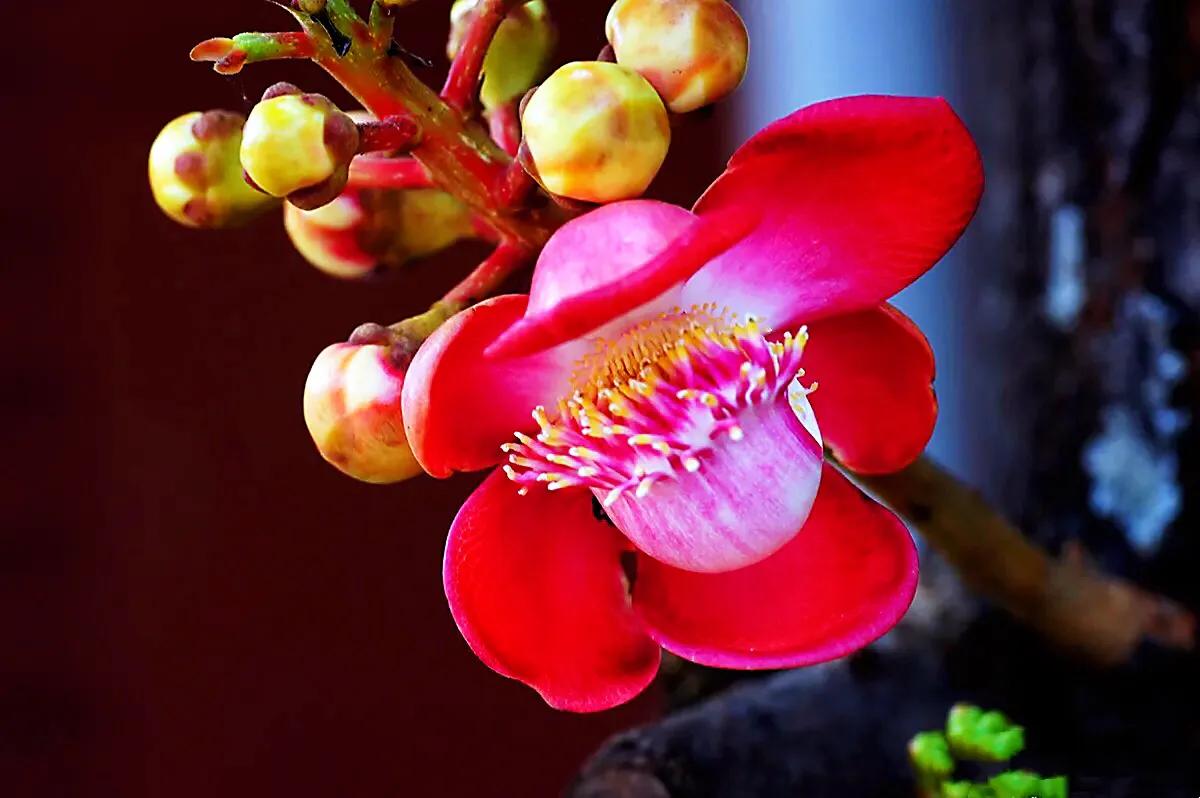 菩提树风景视频,菩提树唯美视频