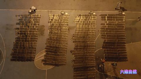 抓捕过最长的蟒蛇,最长蟒蛇视频真实